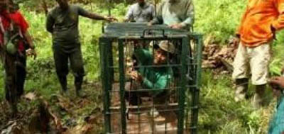 BBKSDA Pasang Perangkap 2 Beruang yang Berkeliaran di Hutan Kota Arwinas Siak